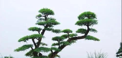 如何应对节白蜡盆景冬天落叶（节白蜡养护技巧及解析，为您的盆景加固过冬）