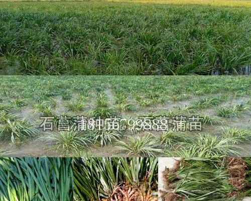 石菖蒲种子的营养与妙用（探秘石菖蒲种子的药用价值及其应用领域）