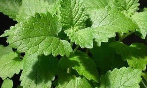 了解猫薄荷（猫薄荷的种类、药效和用途）