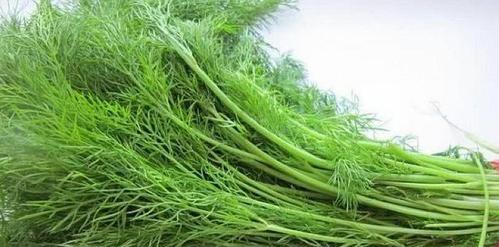 如何种植小茴香？（时间、方法、注意事项一一详解）