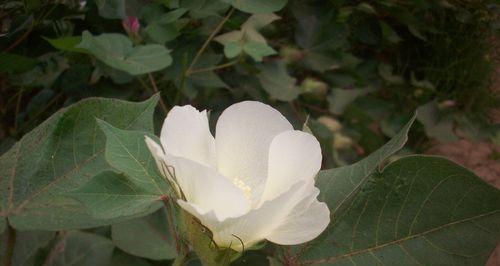 棉花开花季节及特点（了解棉花开花的生态环境和经济价值）