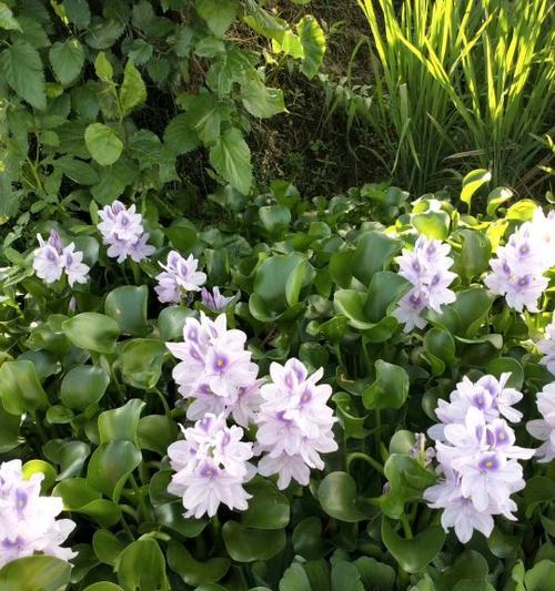 水葫芦开花揭秘（水葫芦花语、花期、花朵特征等全解析）