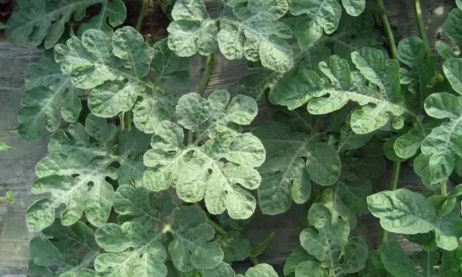 防治西瓜黄叶病的最佳药品（药品种类、使用方法及效果详解）