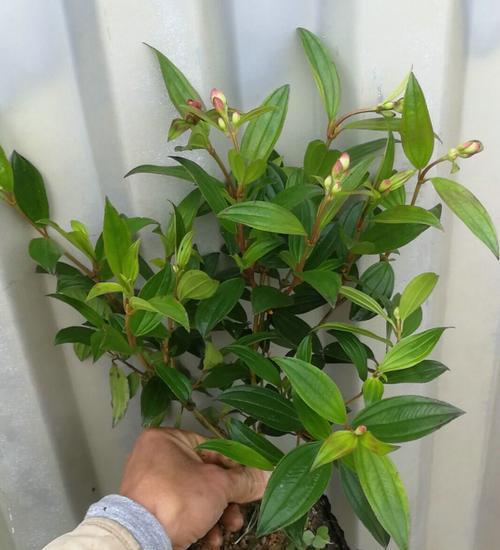 巧克力花园之美——浇水技巧分享（学会这些方法，轻松让你的巴西野牡丹蓬勃生长）