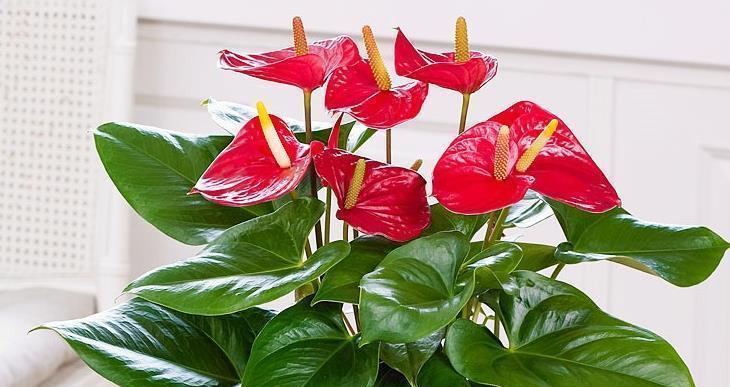 红掌花对人身体有害吗？（了解红掌花的危害，保护自己的健康）