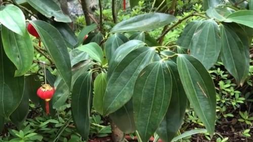 菠萝是喜阳还是喜阴植物？（探究菠萝生长的适宜条件）