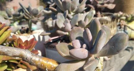 冬美人换盆后如何浇水？（建议每周浇水1-2次，注意排水和土壤湿度）