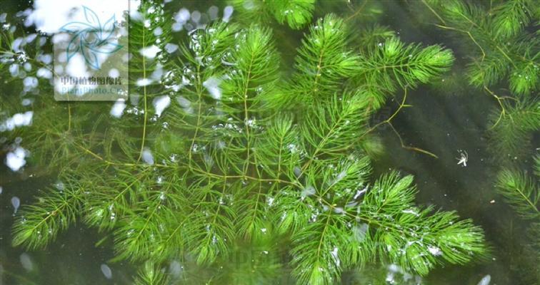 金鱼藻是否会开花？——探究开花植物和不开花植物的区别