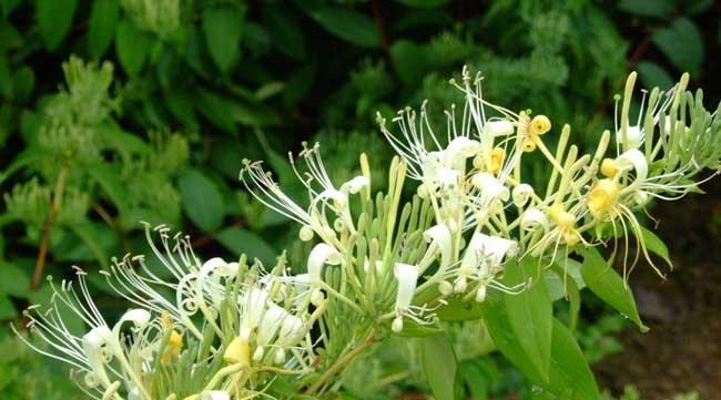 金银花——热性还是凉性？｜解析金银花的性质及适用情况