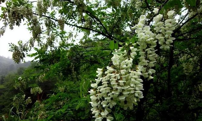 榔榆开花全解析（了解榔榆开花的样子和过程）