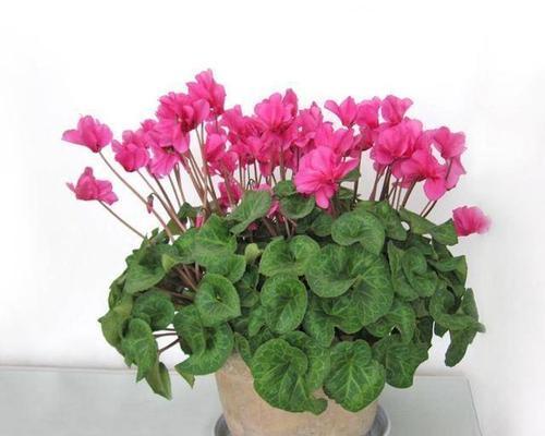 仙客来的开花时间和开放时间（一年四季仙客来的花期和观赏时刻）