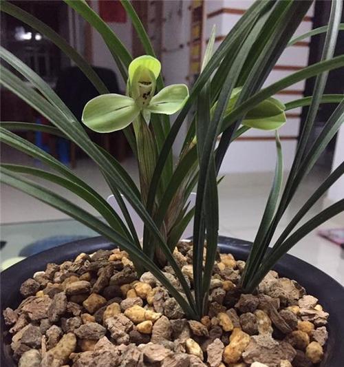 宋梅兰花开花时间及特点（探究宋梅兰花的开花时节、花期和鲜艳的色彩）