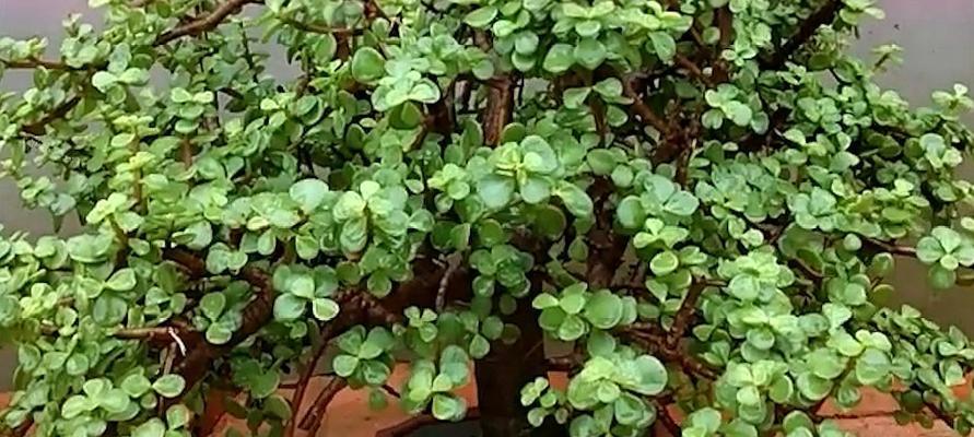 金枝玉叶的浇水技巧（如何科学浇水让金枝玉叶茁壮成长）