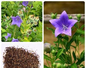 《种植桔梗花，发芽需要多长时间？》（探究桔梗花种子的发芽时间，助你种好花园！）