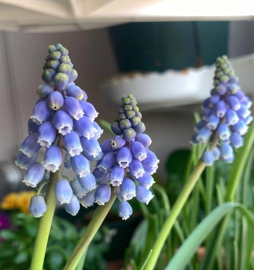 风信子开花的奥秘（花朵的形态、生长环境和繁殖方式）
