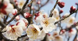 探寻梅花的故乡——浙江宁波市（宁波市花梅花的文化内涵和栽培技巧）
