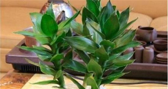 观音竹的种植方法（观音竹可以种在土里吗？如何种植观音竹？）