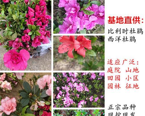 西洋杜鹃的地栽方法（学会科学种植，打造美丽庭院）