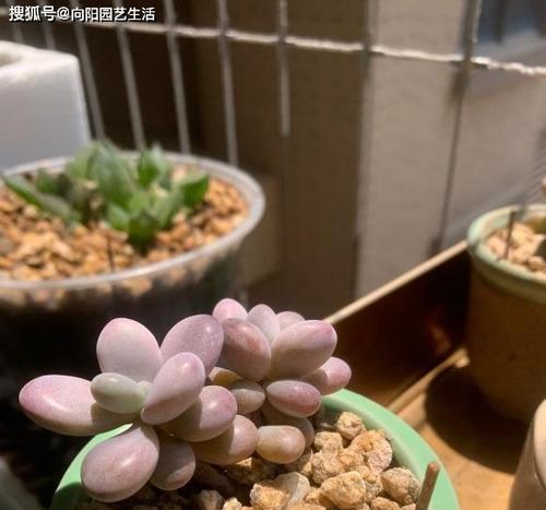 如何选购适合种植桃蛋的花盆？（美观实用的花盆应该具备哪些特点？）