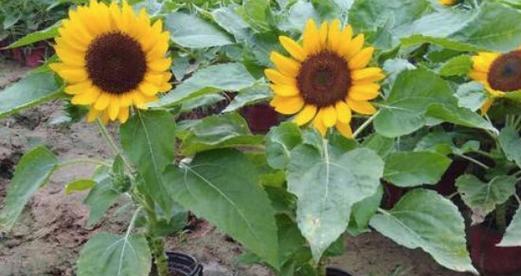 太阳花的生长周期及特点（太阳花的生命周期、生长特点和影响因素）