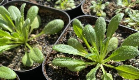 牵牛花到底是裸子植物吗？