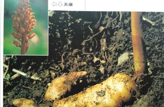 探秘天麻的外观特征和药用价值
