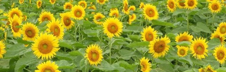 向日葵开花季节与特点（盛夏的耀眼阳光下，向日葵迎风绽放）