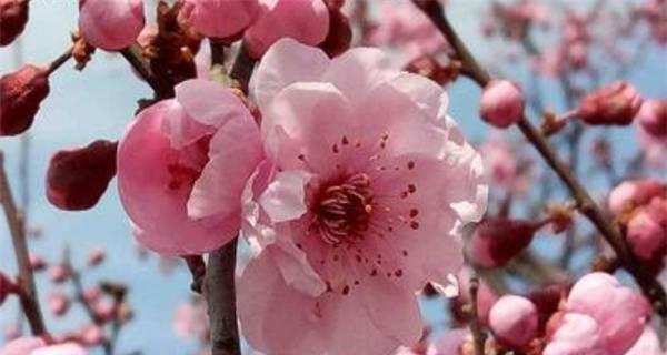 梅花花期的特点和时间（揭秘梅花开放的奥秘，让你更懂梅花）