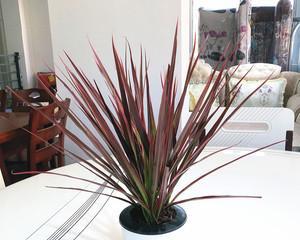 长寿竹水养技巧（水培种植的好处与步骤）