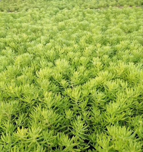 佛甲草（探究佛甲草的光照需求与种植技巧）