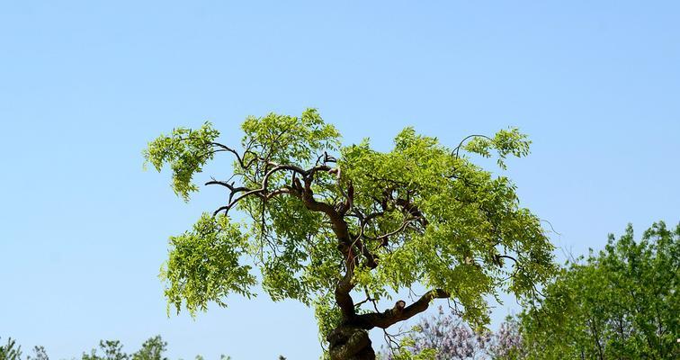 龙爪槐适合在院子里种植吗？（种植龙爪槐的条件及注意事项）