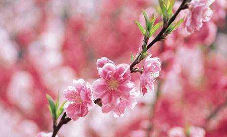 探究桃花开花时间与次数（春夏两季开花，细数花期和品种特点）