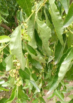北方枣树的发芽及叶子生长过程（了解北方枣树的发芽时间与生长特点，助你更好地种植）