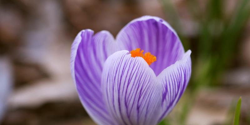 天秤座适合养哪些花（15种适合天秤座养的花和养护技巧）