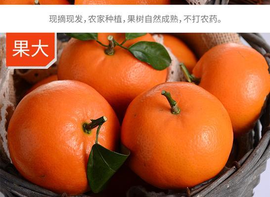 探寻柑橘的故乡——哪里是柑橘的特产地（橘子乡寻访记）