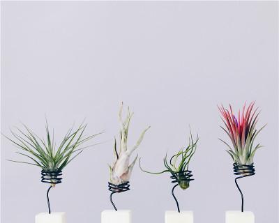 老人须养殖指南（注意事项与种植技巧，让你轻松打造青春秀发）