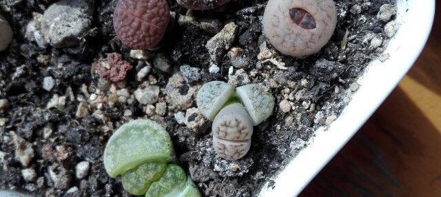 生石花换盆后的养护技巧（多久浇水一次？生石花养护全攻略）