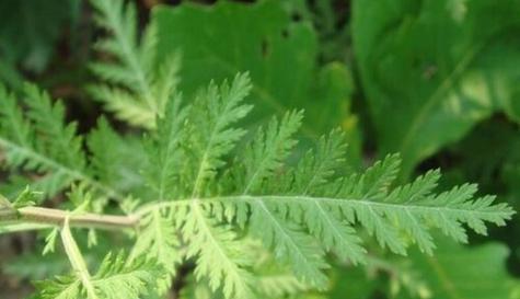 青蒿——裸子植物的代表（探寻青蒿的生物学秘密）