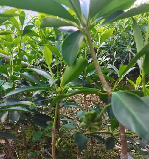 八角肥料施用指南（科学施肥助你丰收）