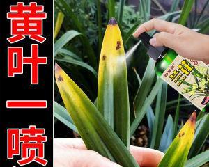 兰草烂根的补救方法（最佳处理方法、）