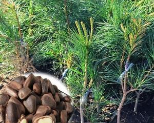 松子的树——生命力旺盛的常青树（生长环境、形态特征、繁殖方式等）