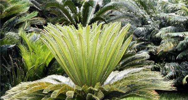 苏铁的生态特点与分类（揭开苏铁是否为木本植物的谜团）