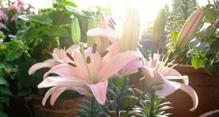 百合花的开花时间和养护技巧（掌握百合花开花周期，让您的花园更美丽）