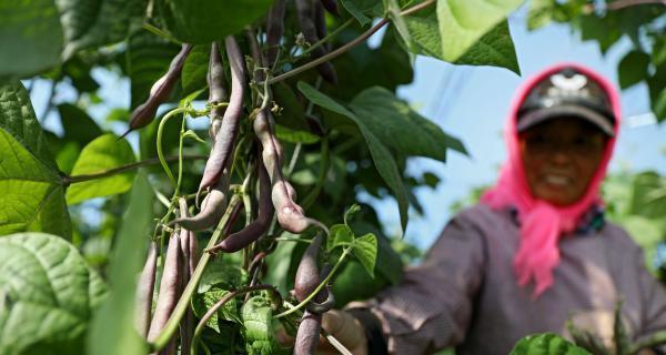 豆角成熟时间详解（不同地区、不同品种、不同季节，成熟时间不同）