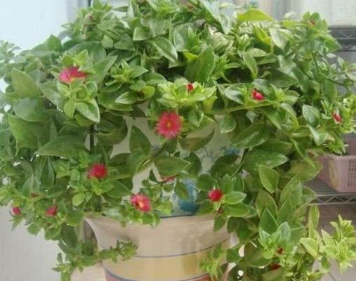 室内养护必备！15种适合居家的植物花卉（打造干燥、阴暗室内的绿色世界，无需频繁浇水的秘密武器）