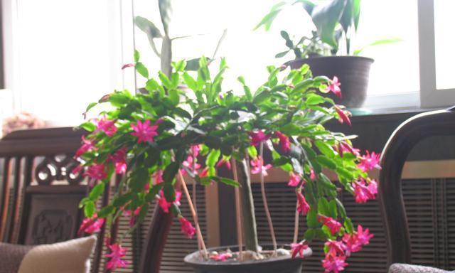 蟹爪兰——一种优美的观赏植物（品种多样、生长习性和照料技巧）