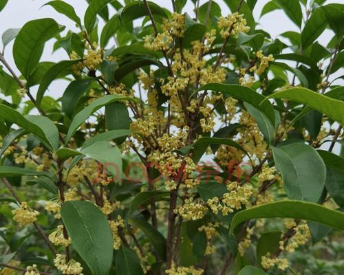 种植桂花树，打造美丽庭院（庭院美化的不二选择，桂花树）