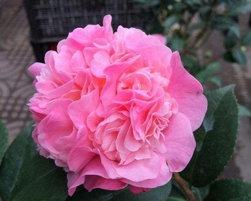 山茶花的开花时间（探讨山茶花开花的季节、影响因素及观赏技巧）