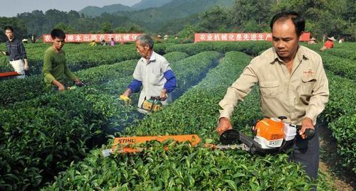 茶树修剪方法详解（打造茶园枝叶繁茂的技巧）