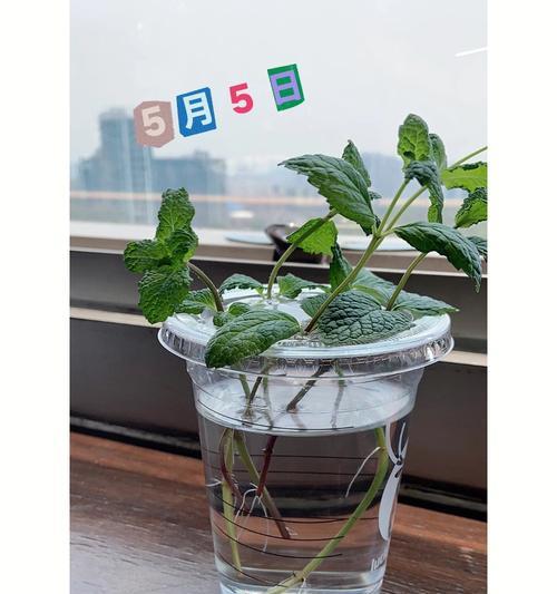 薄荷水培养殖方法大揭秘（用水轻松培育健康的薄荷/水培薄荷的步骤和技巧）